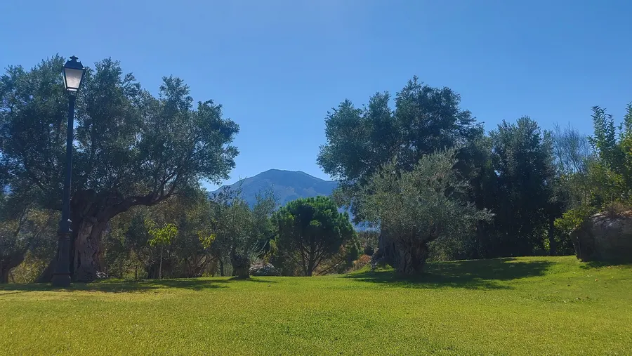 Olivos centenarios y la montaña al fondo, junto al estudio de DJ en Antequera